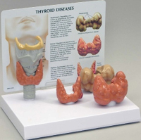 Thyroid Pharmaceutical and Anatomical Model Gifts